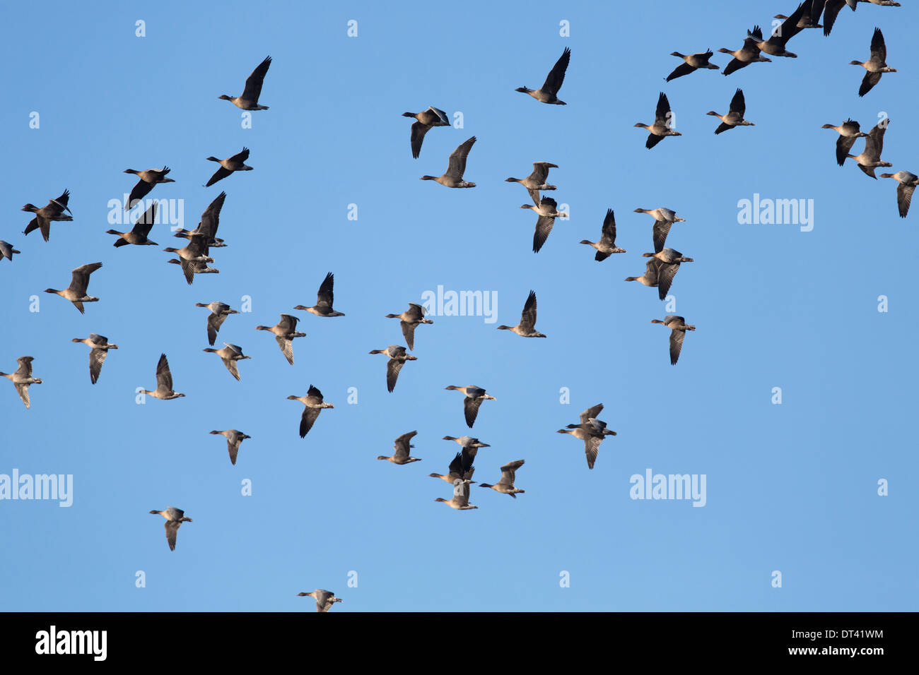 Rosa Footed Goose; Anser Brachyrhynchus; Winter; Herde im Flug; UK Stockfoto