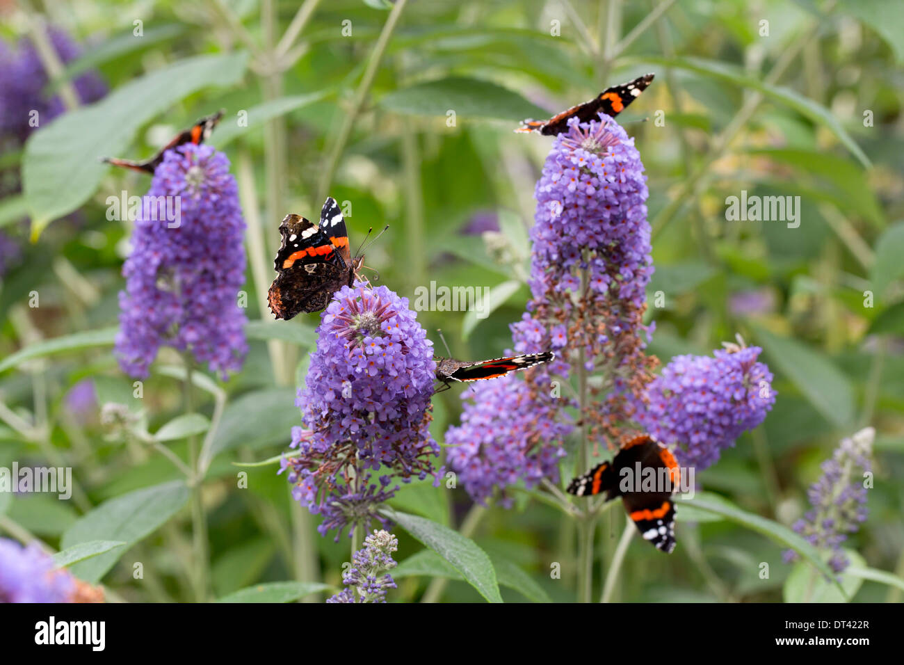 Rote Admiral Schmetterlinge; Vanessa Atalanta; auf Sommerflieder Blumen; Sommer; UK Stockfoto