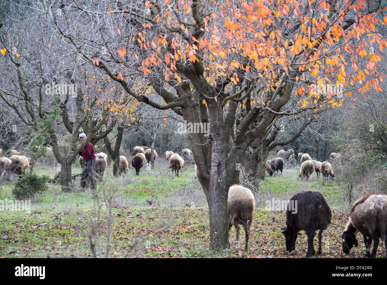 Ein Hirte seine Herde in Kirschgarten in der Nähe von Davia nördlich von Tripolis in Arcadia, Peloponnes, Mittelgriechenland Weiden. Stockfoto