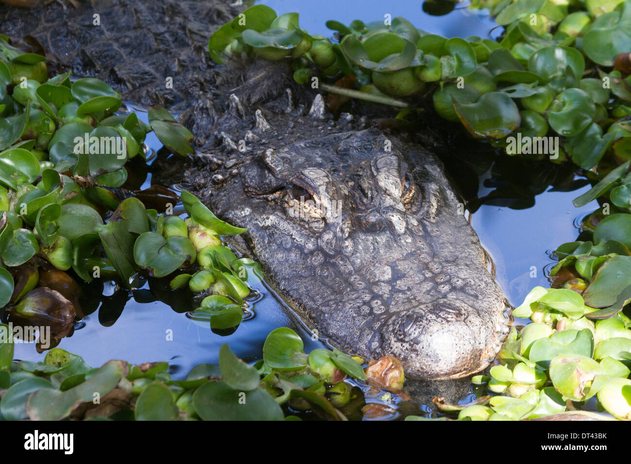 Alligator (Alligator Mississippiensis) im Wasser Stockfoto