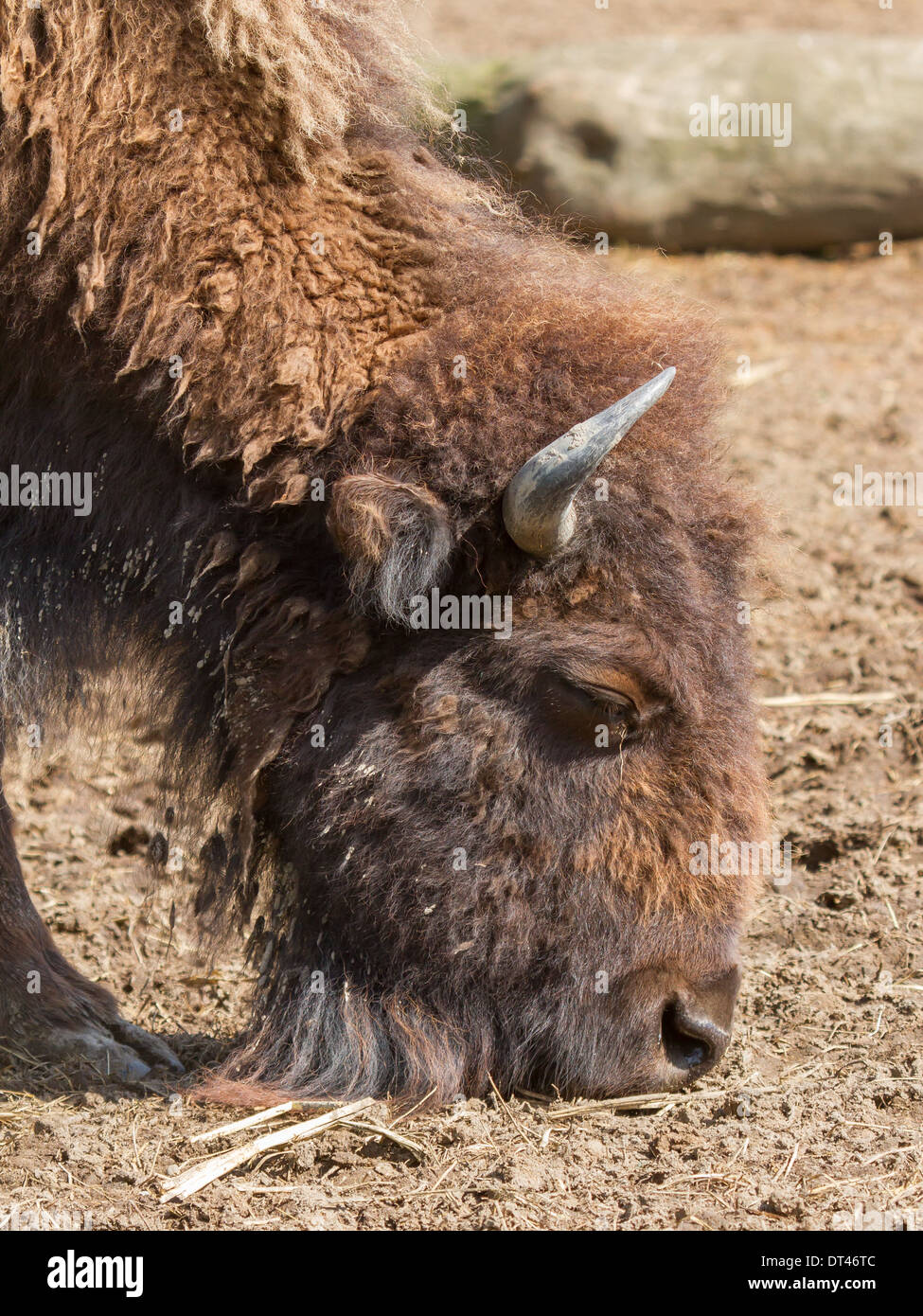 Amerikanische Bisons (Bison Bison) in einem niederländischen zoo Stockfoto