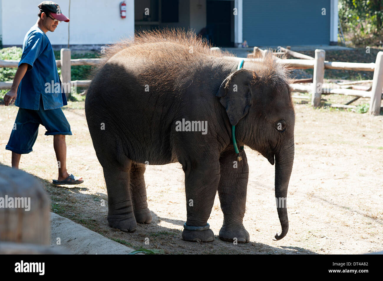 Baby-Elefant steht außerhalb in Gehäuse mit Mahout im Thai Elephant Conservation Center. Stockfoto