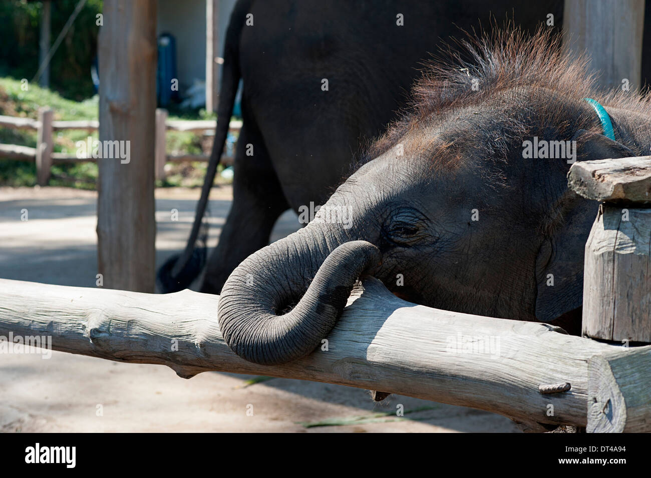 Baby-Elefant ruht Stamm auf Gehäuse Barriere im Elephant Conservation Center in Lampang. Stockfoto