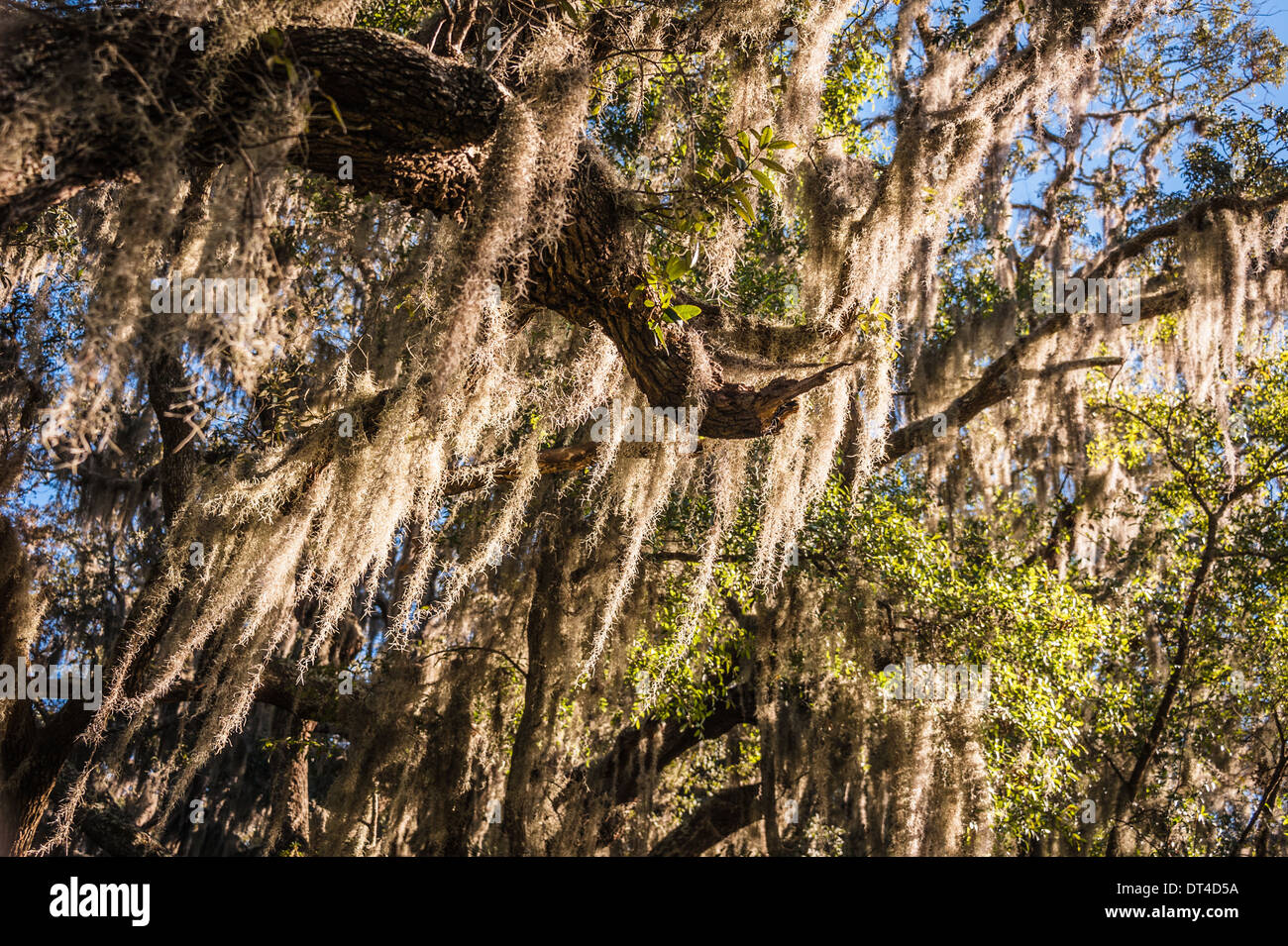 Spanisches Moos, das von den Southern Live Oaks im Timucuan Preserve in der Nähe von Fort Caroline in Jacksonville, Florida, hängt. (USA) Stockfoto