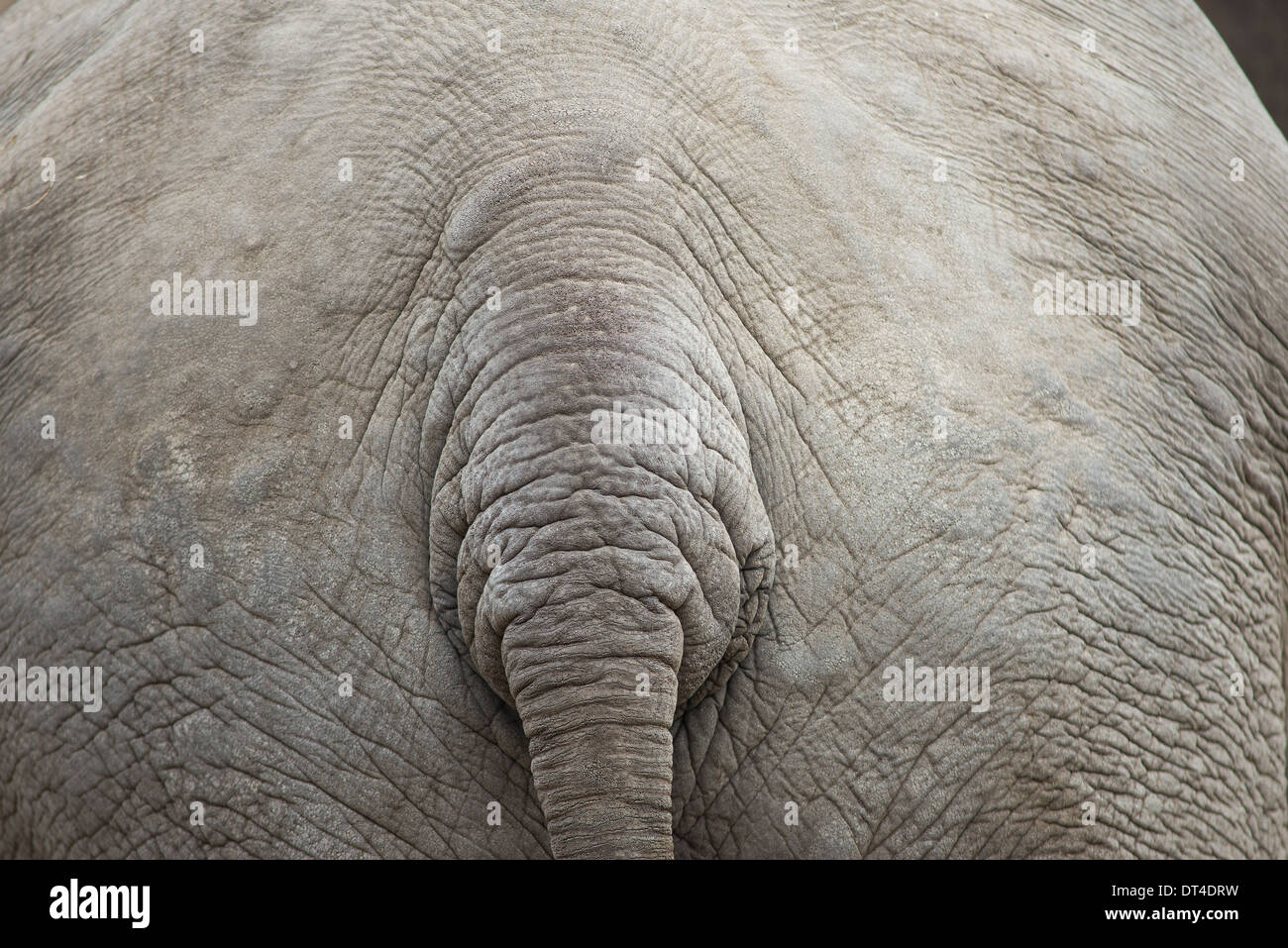 Grauer Elefant Hintergrundmuster mit Schwanz und Haut Stockfoto