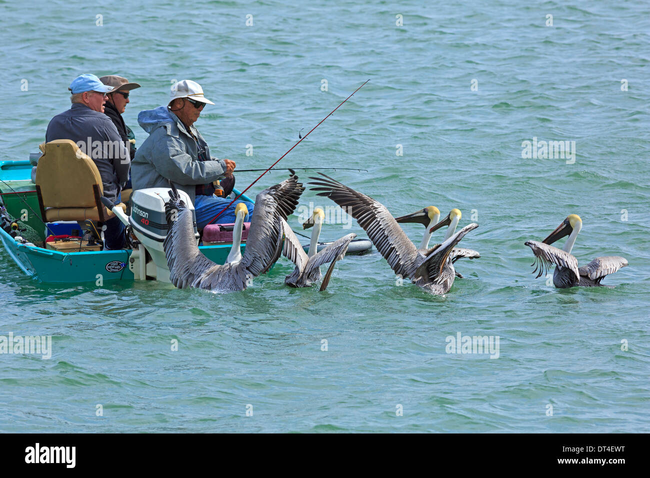 Drei Fischer in einem kleinen Boot sind durch braune Pelikane beobachtete, wie sie in den Hafen von Port Isabel, Texas Gulf Coast Fischen Stockfoto