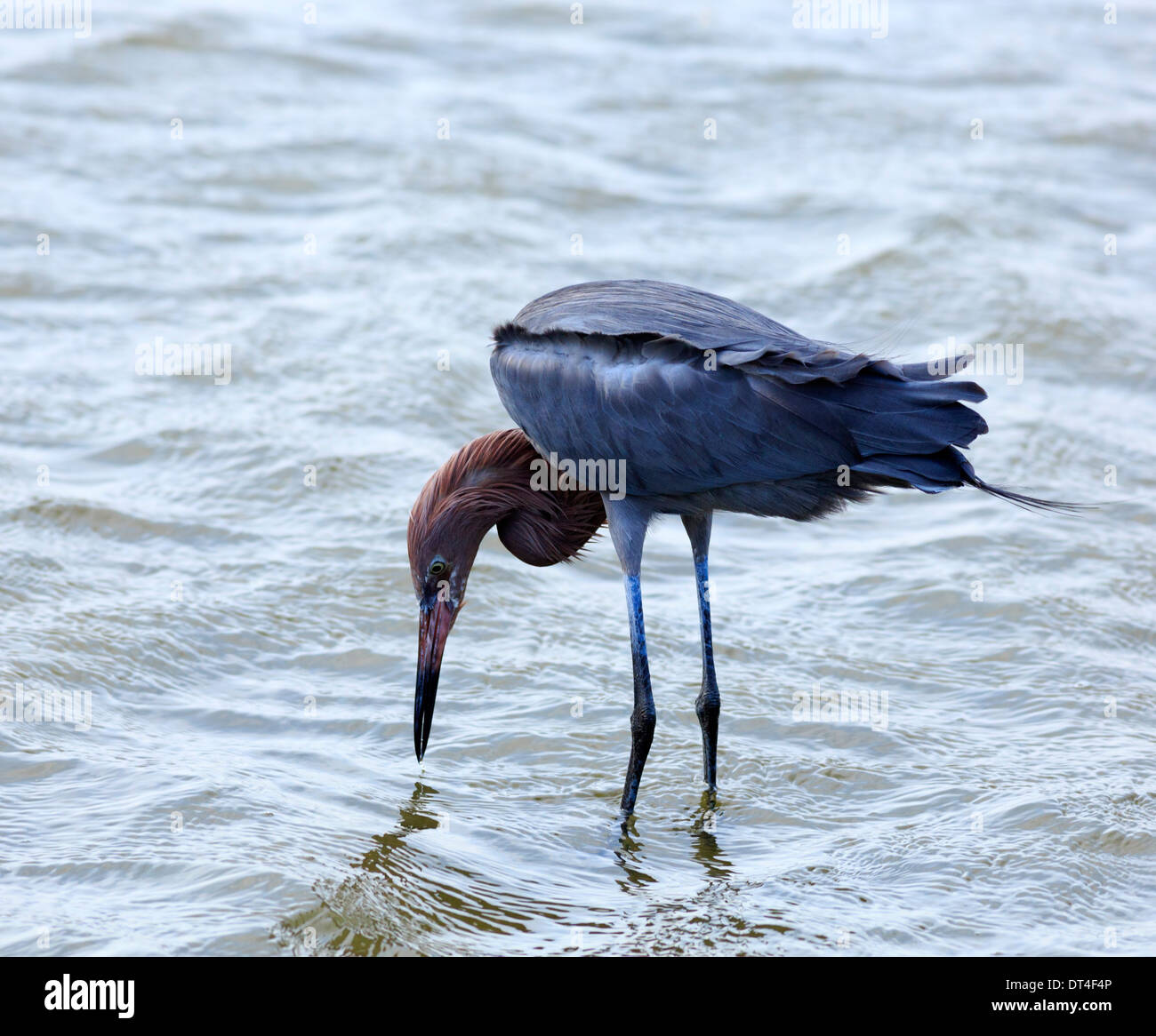 Rötliche Silberreiher (Egretta saniert), adult dark Morph in South Padre Island Birding und Naturzentrum, Texas Stockfoto