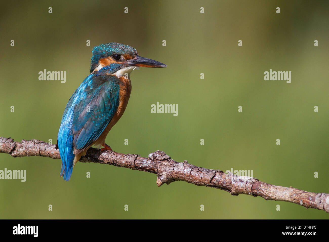 weiblicher Eisvogel thront auf einem Ast Stockfoto