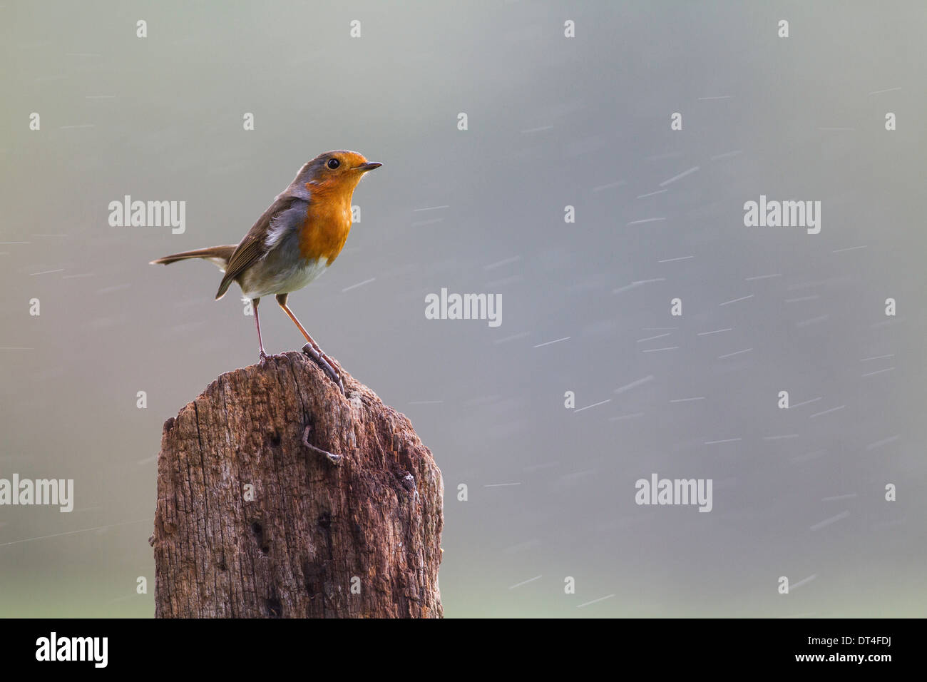 Robin auf einem alten Post im Regen Stockfoto