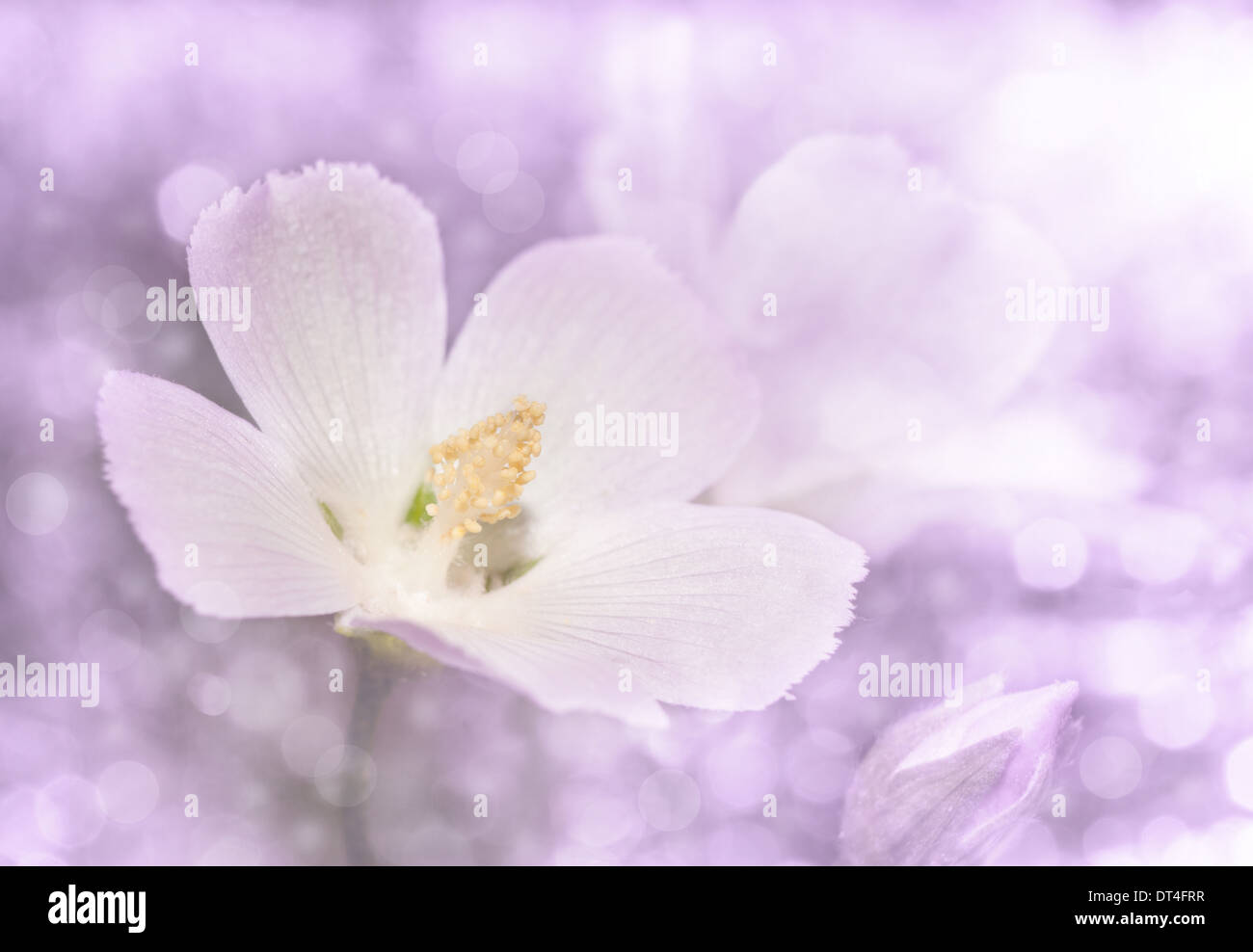 Verträumte Bild von einem zarten wilde rosa Mohn Mallow in violetten Ton Stockfoto