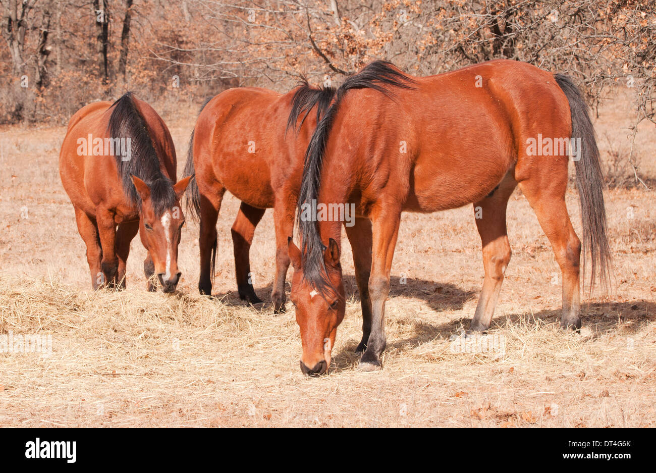 Drei rote Bucht Pferde Heu vom Boden essen, an einem sonnigen Wintertag Stockfoto