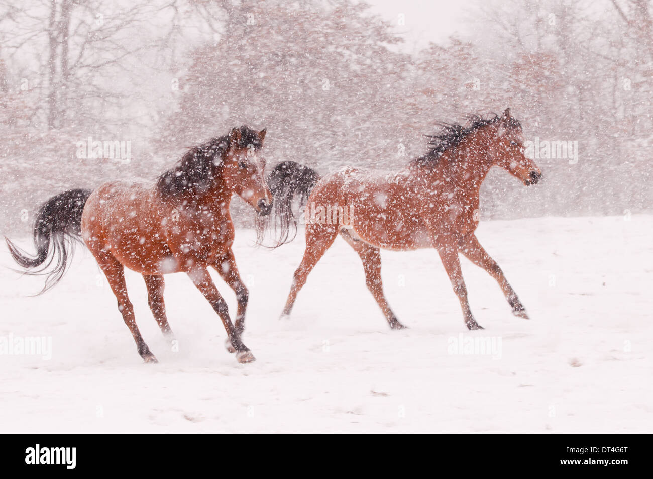 Zwei arabische Pferde laufen in einem Schneesturm Stockfoto