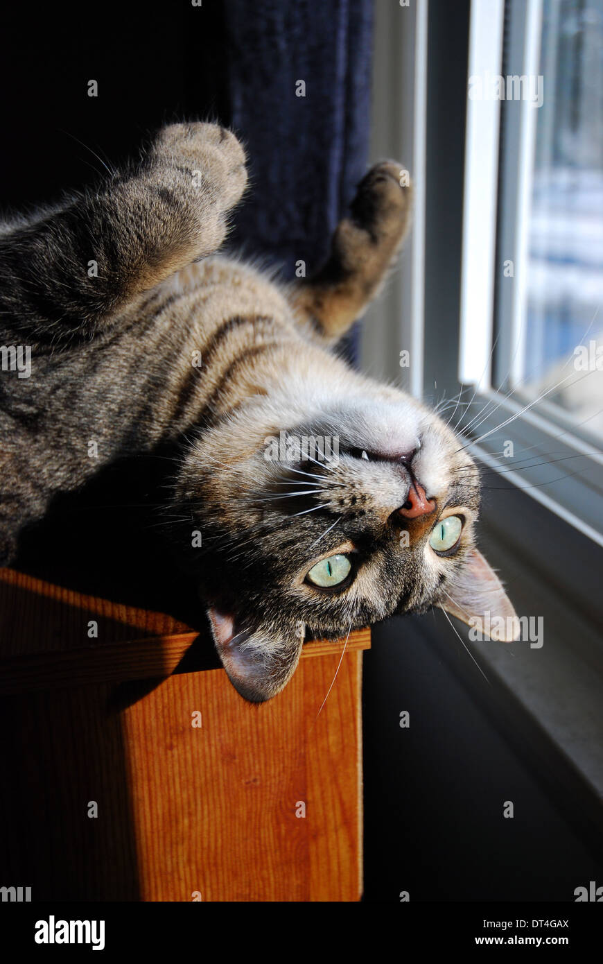 Tabby Katze auf Rücken in der Sonne vor Fenster Stockfoto