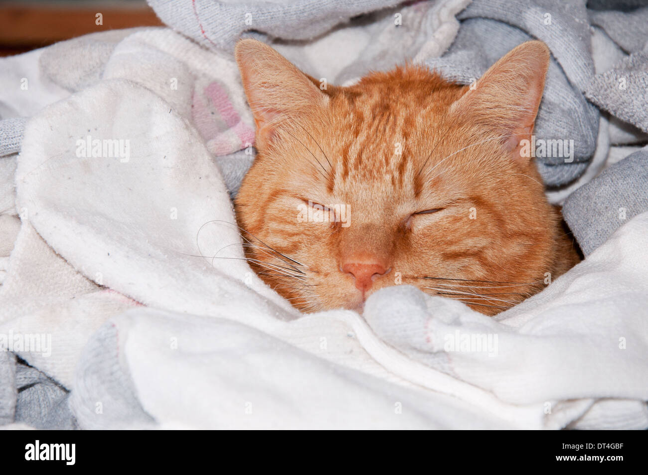 Orange Tabby Katze glücklich schlafen unter einem Haufen von saubere Socken Stockfoto