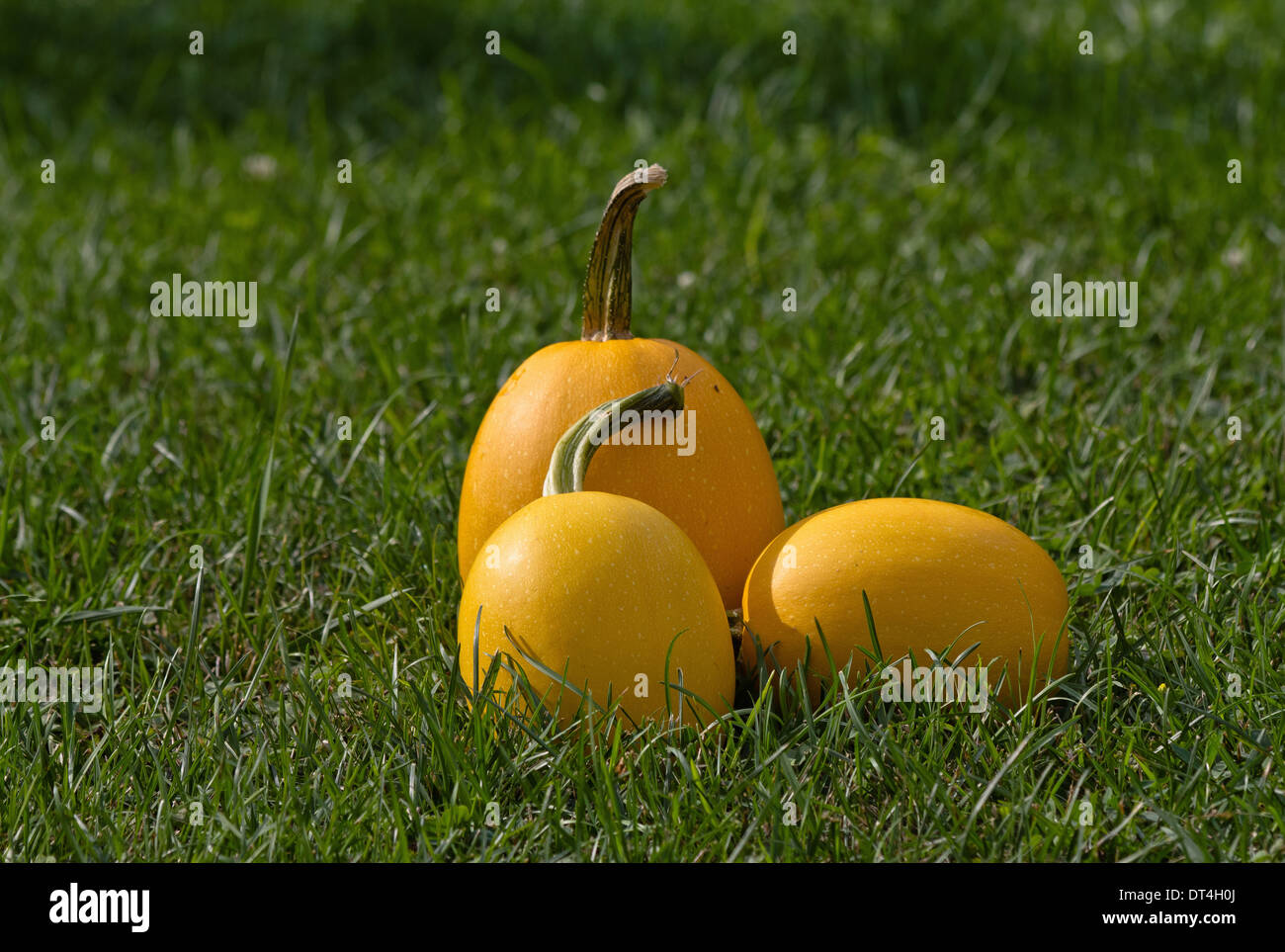 Nahaufnahme von Kürbisfrüchten im Garten auf dem Grasboden vorne wiev Niemand horizontale Fotografie Haupt dominante Farbbild Hi-res Stockfoto