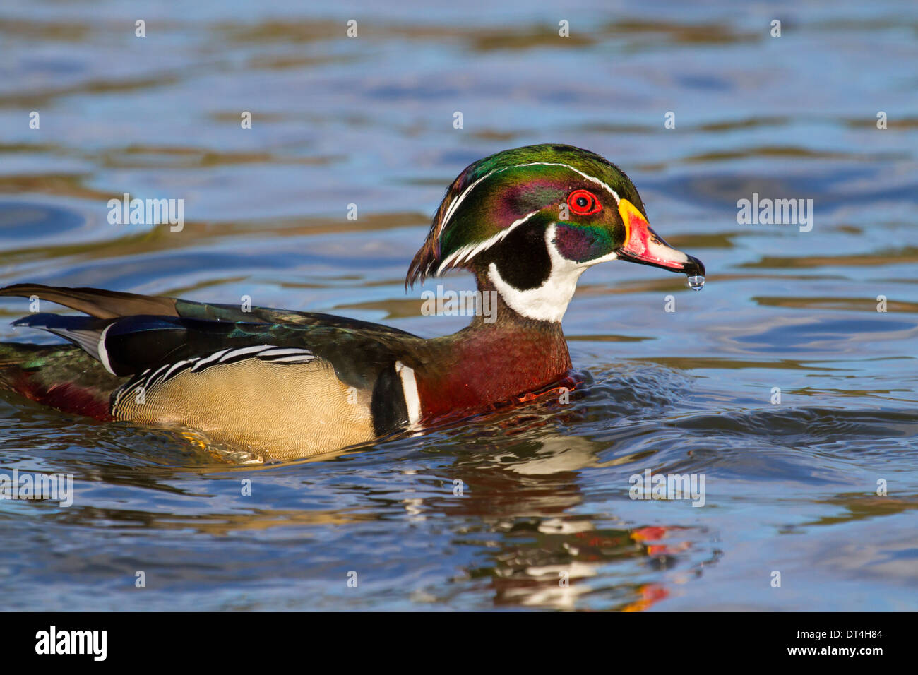 Männliche Brautente (Aix Sponsa) an einem See. Stockfoto