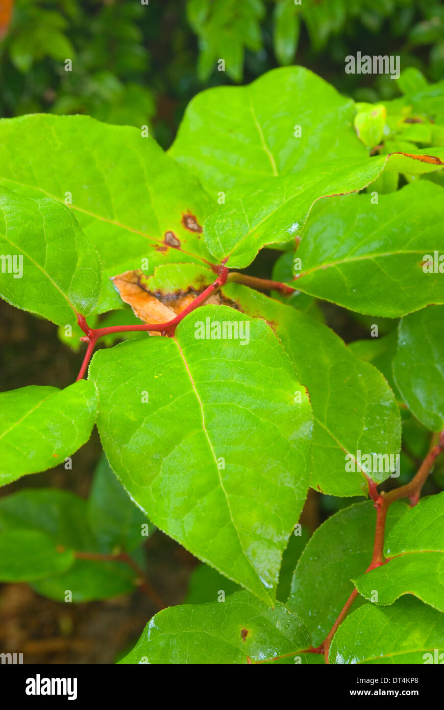 Salal (Callunen Shallon), Oregon Dunes National Recreation Area, Oregon Stockfoto