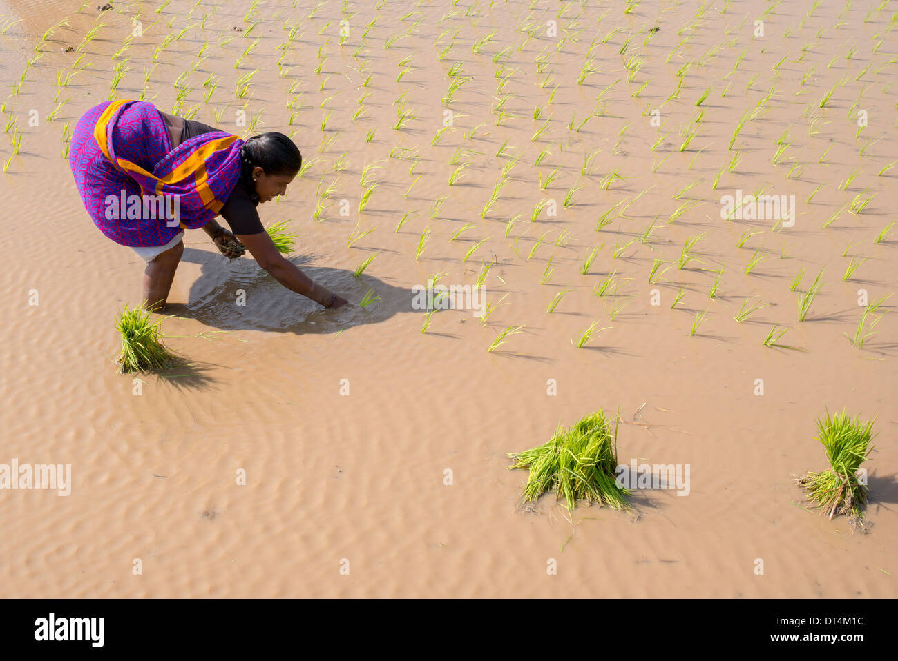 Indische Frauen junge Reis Pflanzen in einem Reisfeld. Andhra Pradesh, Indien Stockfoto