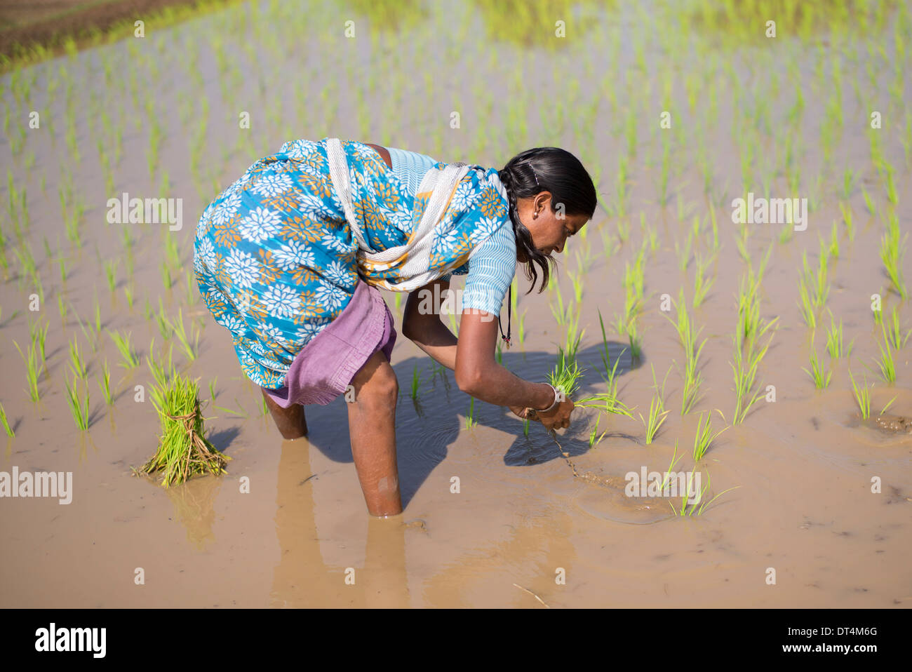 Indische Frauen junge Reis Pflanzen in einem Reisfeld. Andhra Pradesh, Indien Stockfoto