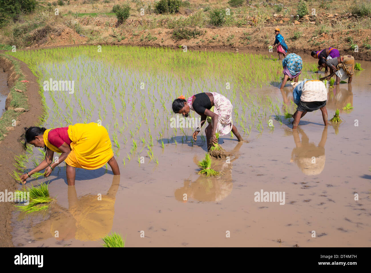 Indische Frauen junge Reis Pflanzen in einem Reisfeld. Andhra Pradesh, Indien Stockfoto