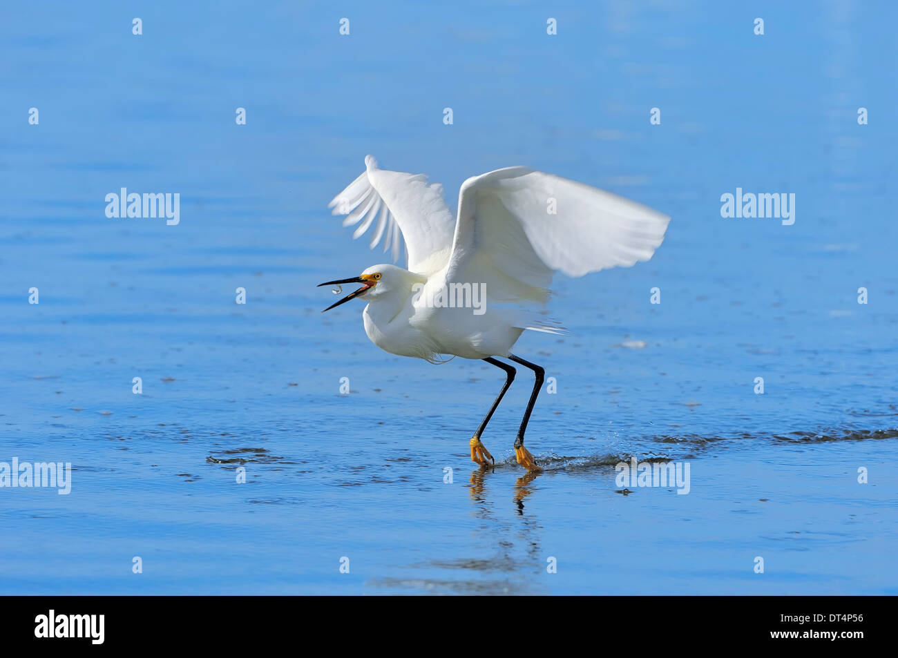 Snowy Silberreiher (Egretta unaufger) mit beschlagnahmten Fisch, Sanibel Island, Florida, USA Stockfoto