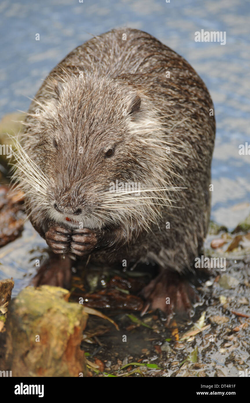 Europäischer Biber Stockfoto