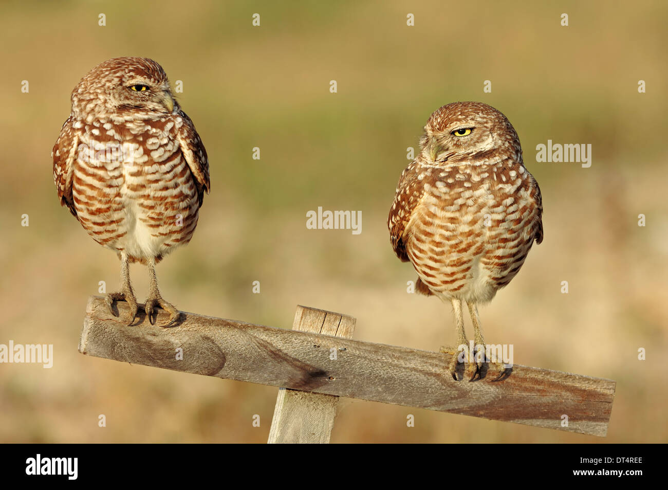 Kanincheneule (Speotyto Cunicularia, Athene Cunicularia), paar, Florida, USA Stockfoto