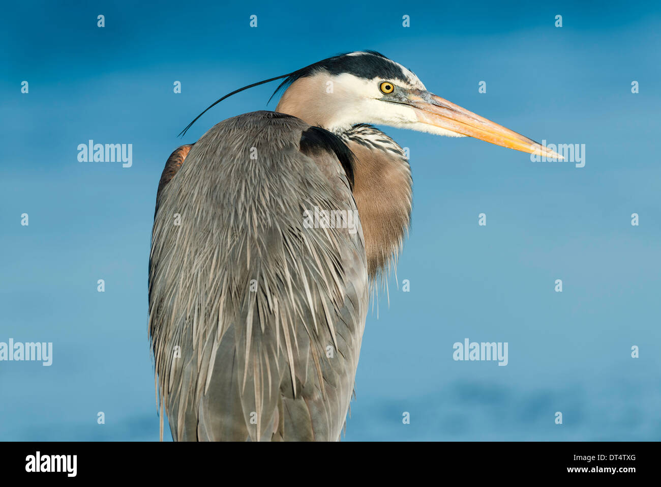 Nahaufnahme der Great Blue Heron wegsehen auf der rechten Seite Stockfoto