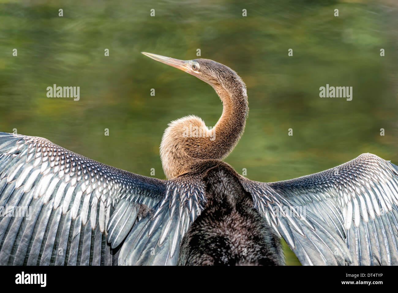 Anhinga Flügel trocknen ausbreitet Stockfoto