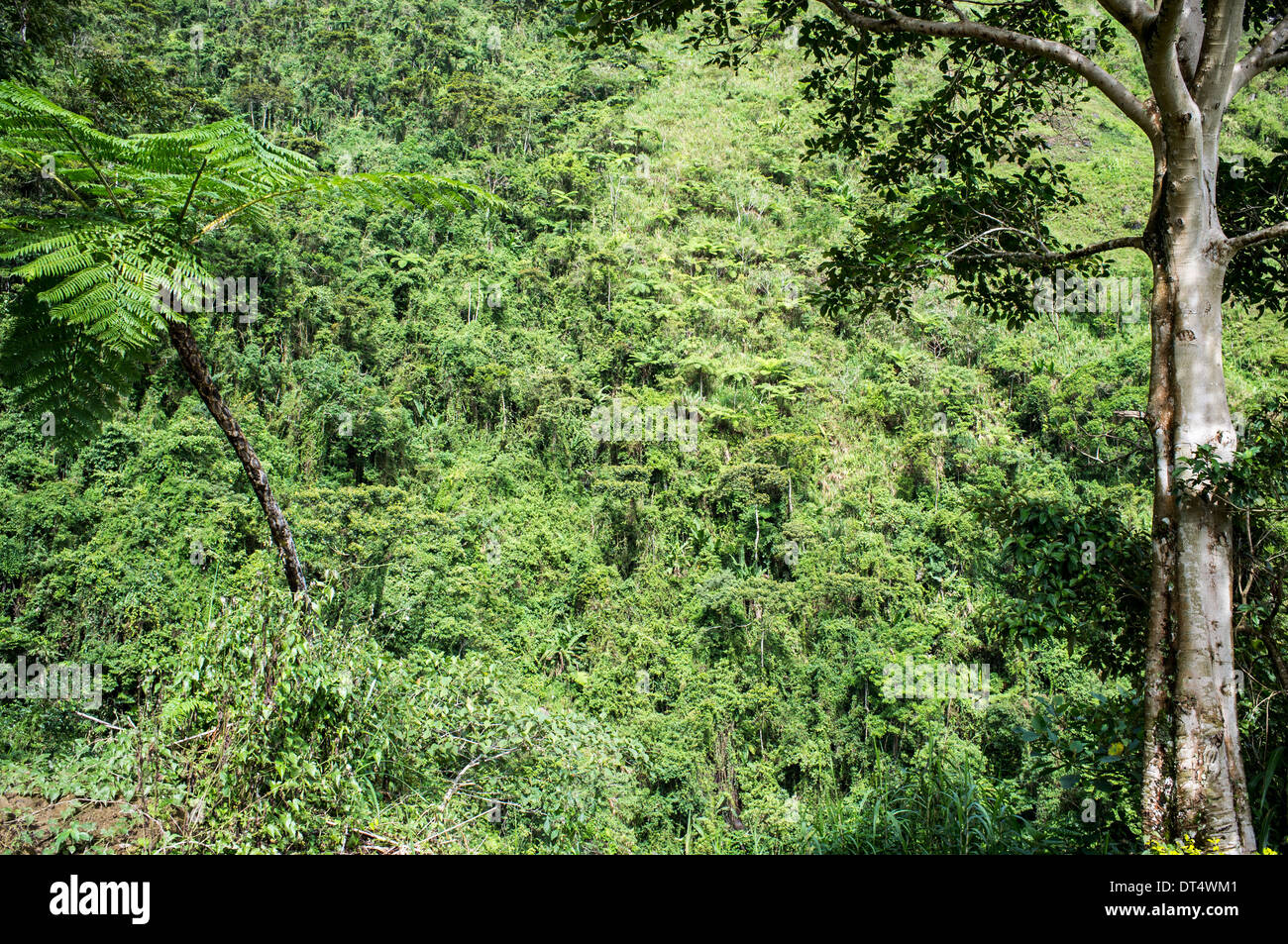 Tropischer Regenwald, Banaue und Batad, Luzon, Philippinen, Asien Stockfoto