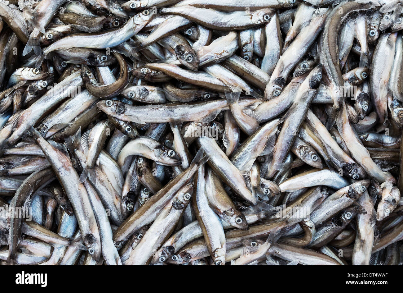 gefrorenen Kadaver Fisch in Backstein für den Handel, Hintergrund Stockfoto