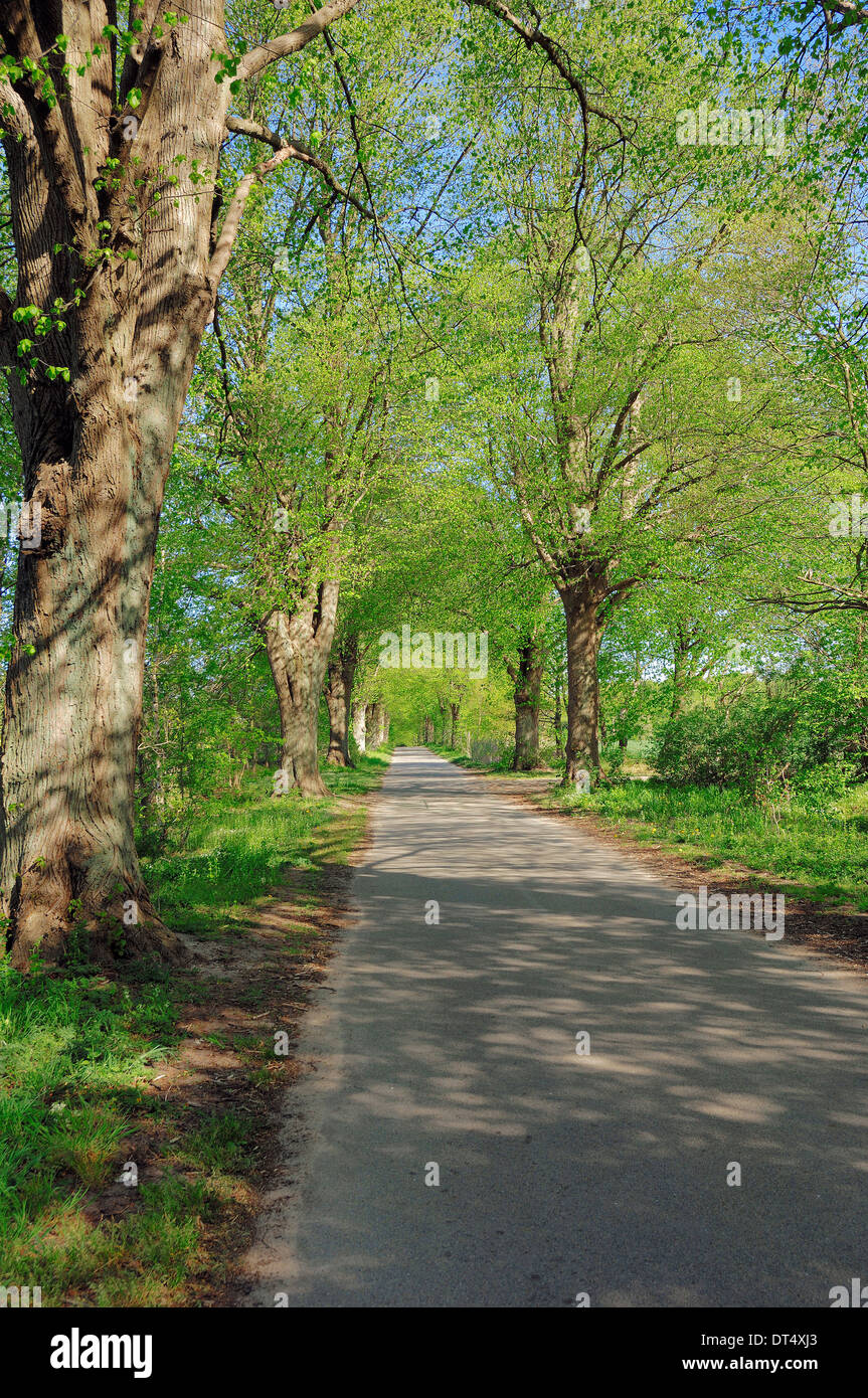 Lime Tree Avenue (Tilia spec.) im Frühjahr, Schleswig-Holstein, Deutschland Stockfoto