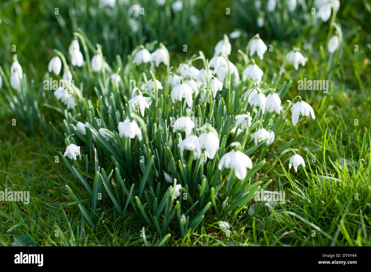 Im Winter Sonnenlicht durch Klumpen von hübschen, zarten weißen Schneeglöckchen unter üppigen, grünen Gras in England scheint im Januar Stockfoto