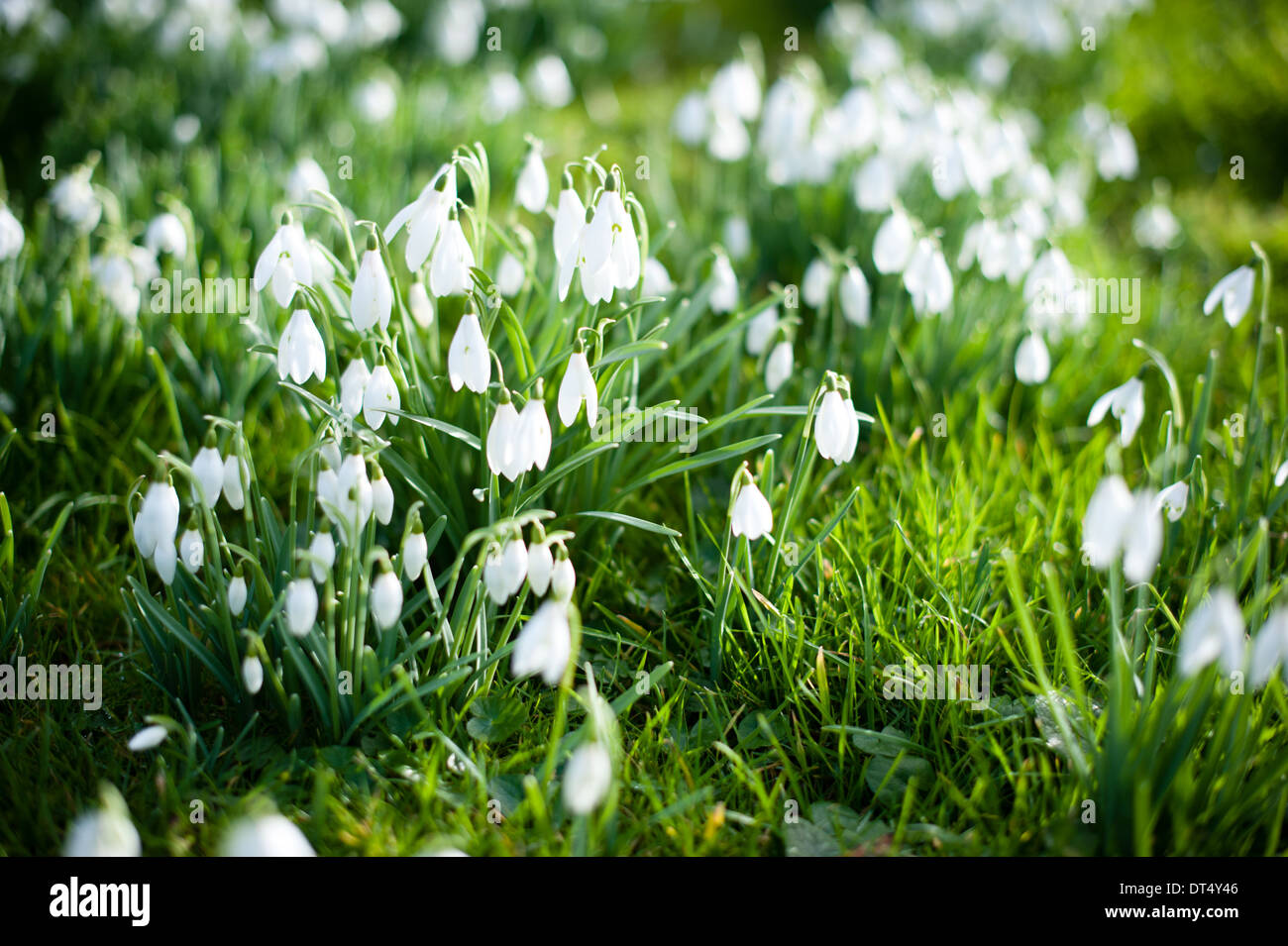 Im Winter Sonnenlicht durch Klumpen von hübschen, zarten weißen Schneeglöckchen unter üppigen, grünen Gras in England scheint im Januar Stockfoto