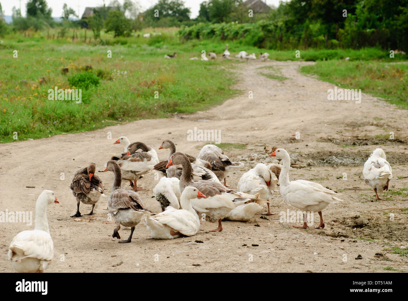 Gänse Weiden, Landwirtschaft Stockfoto