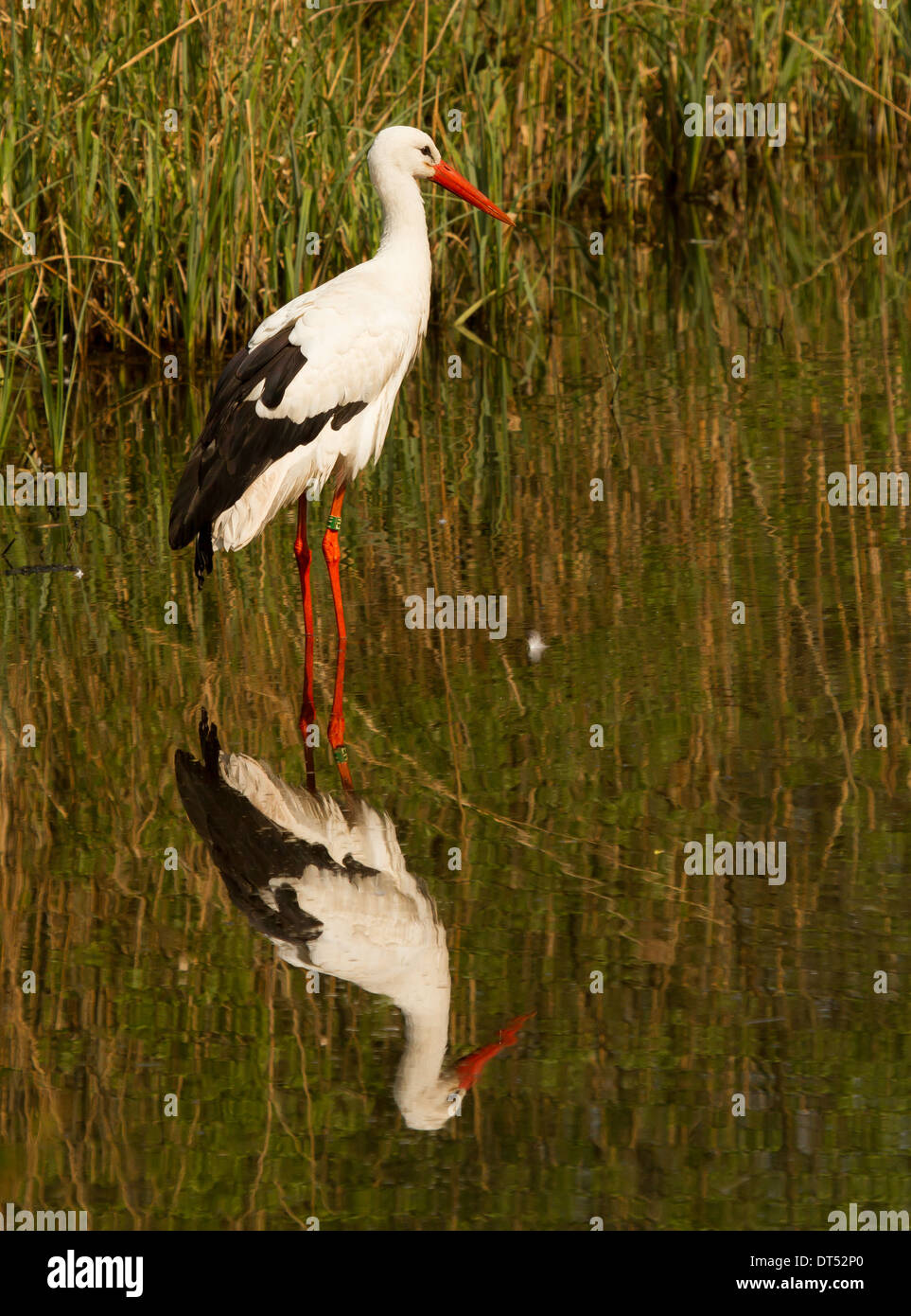 Ein Storch im Wasser in Holland Stockfoto