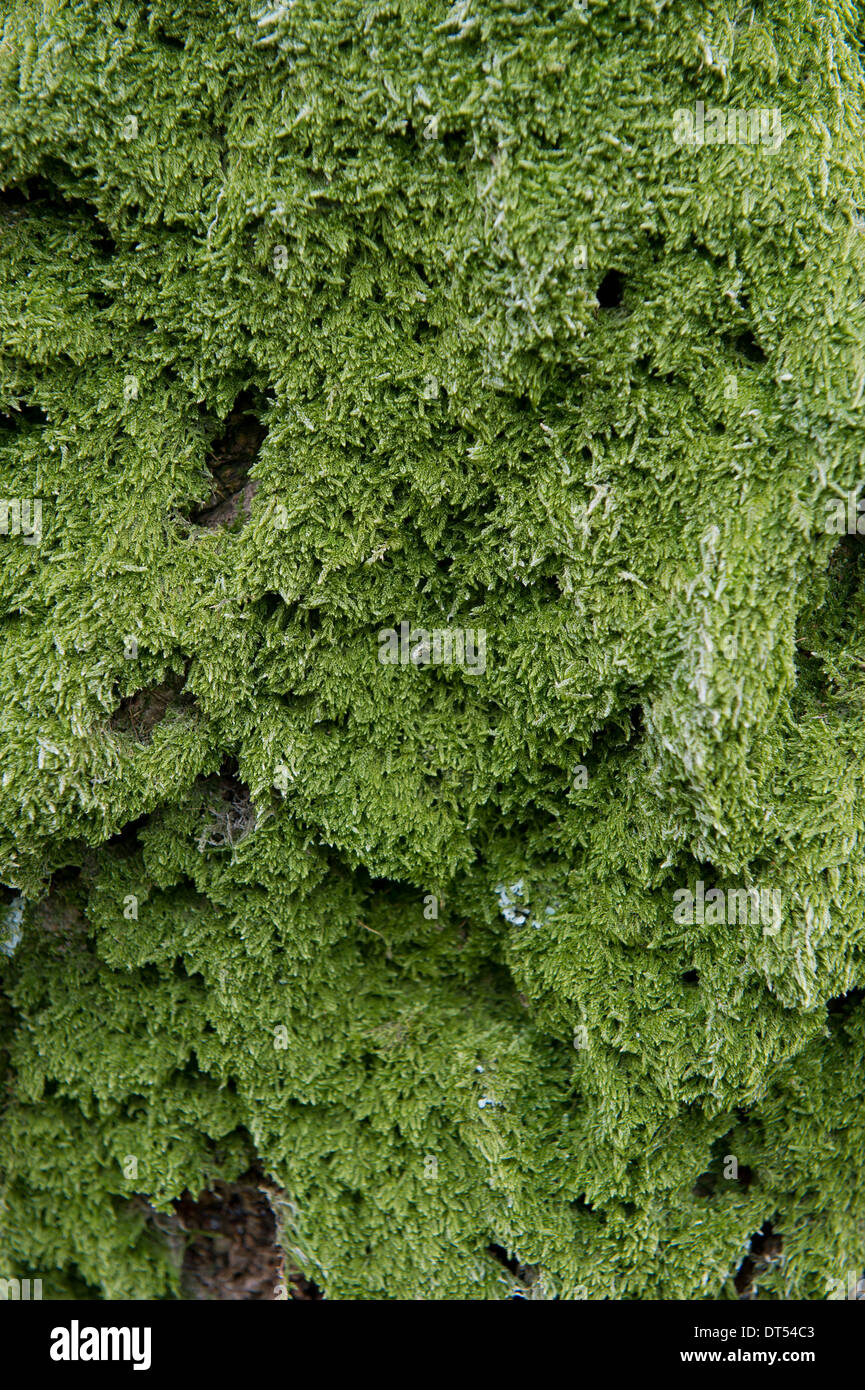 Moos auf einem Baum Stockfoto