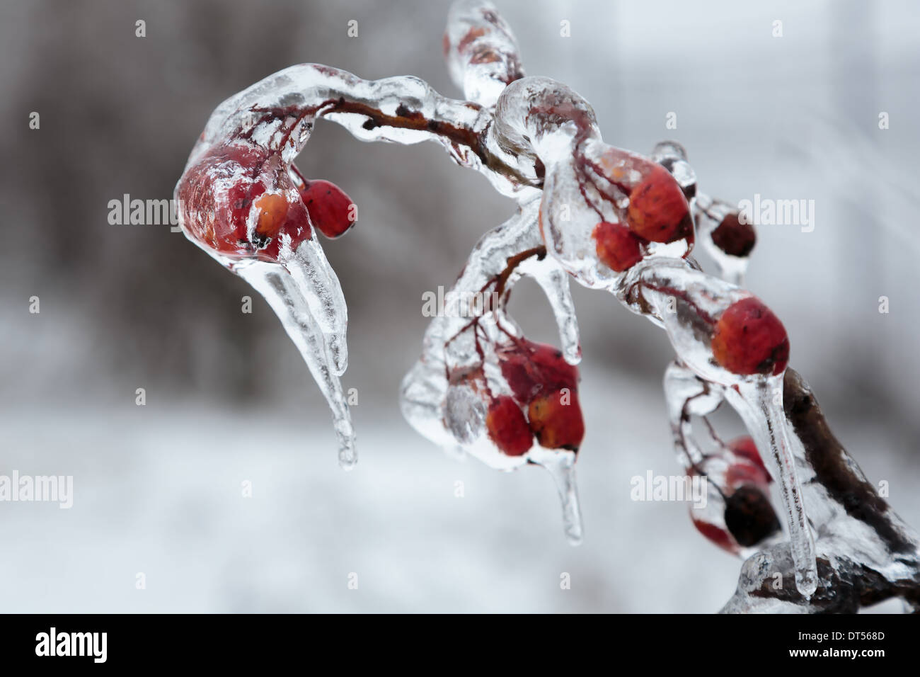 Natur in der grausamen Umarmung aus Eis und frost Stockfoto