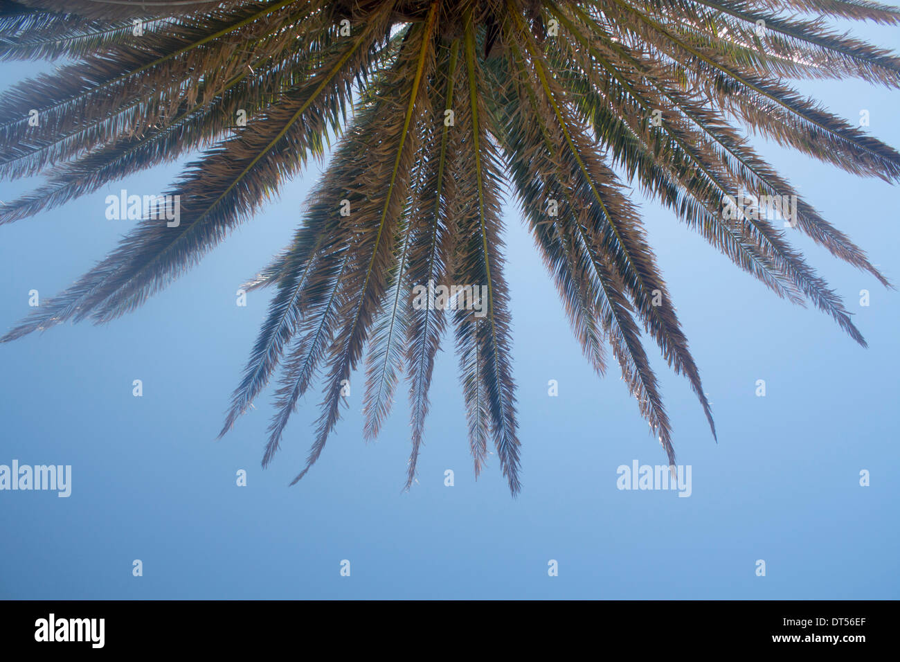 Palm-Strukturansicht vom Boden bis zu Zweige Blätter mit Sonne durch Contre Jour NSW Australia Stockfoto