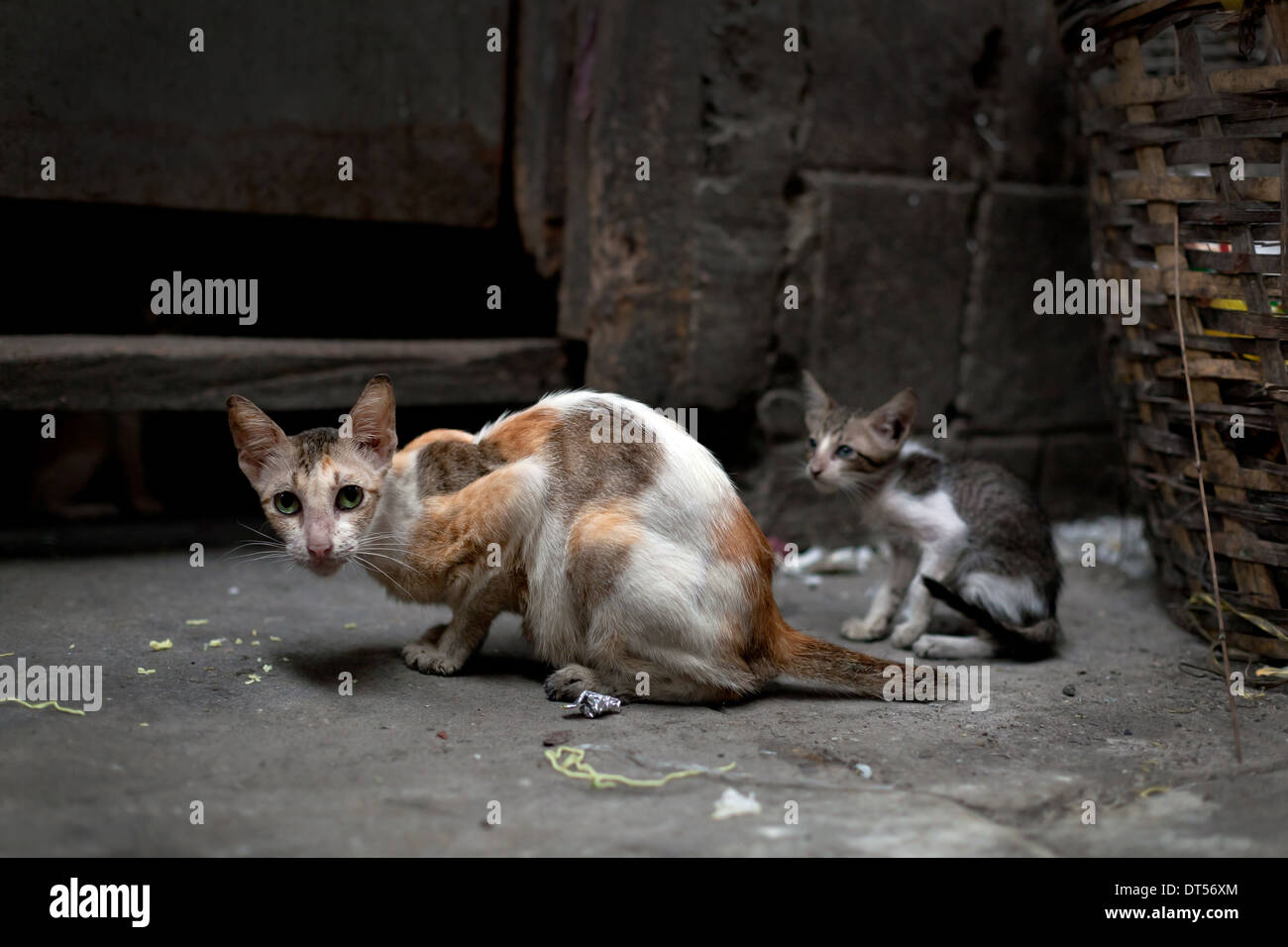 Landstreicher Katzen. Obdachlose Wildkatzen auf schmutzige Straße in Asien Stockfoto