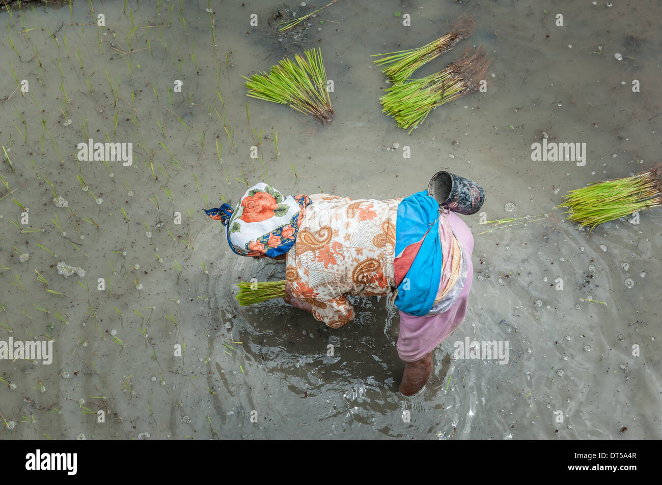 Frau pflanzt Reis, Maligcong, Philippinen, Asien Stockfoto