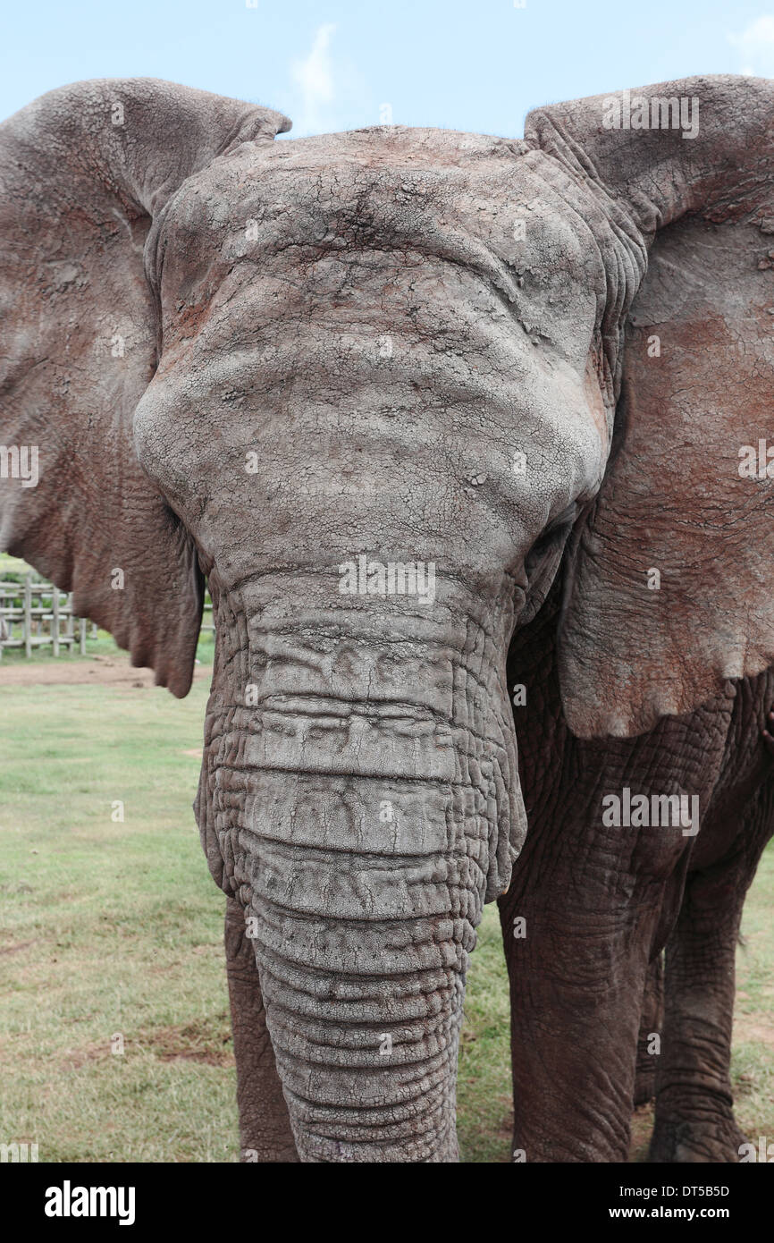 Nahaufnahme von afrikanischen Elefanten von vorne Stockfoto
