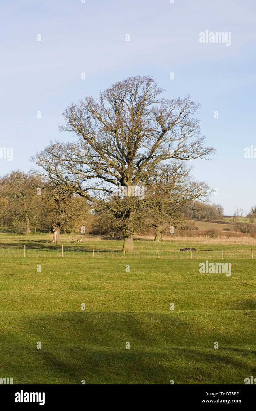 Quercus Baum. Winter-Eiche auf dem Lande in Northamptonshire. Stockfoto