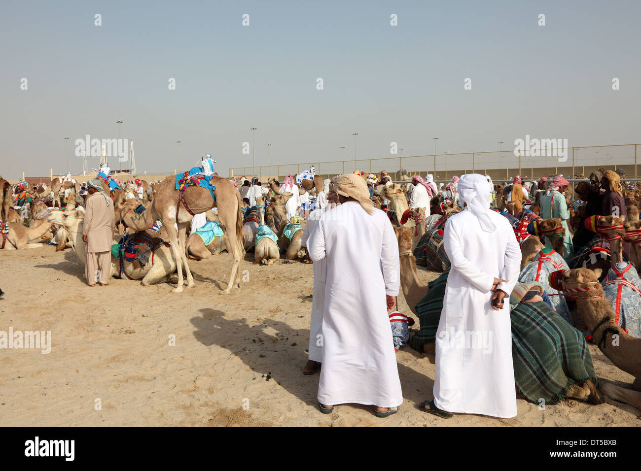 Beduinen mit ihren Kamelen Racing in Doha, Katar, Nahost Stockfoto