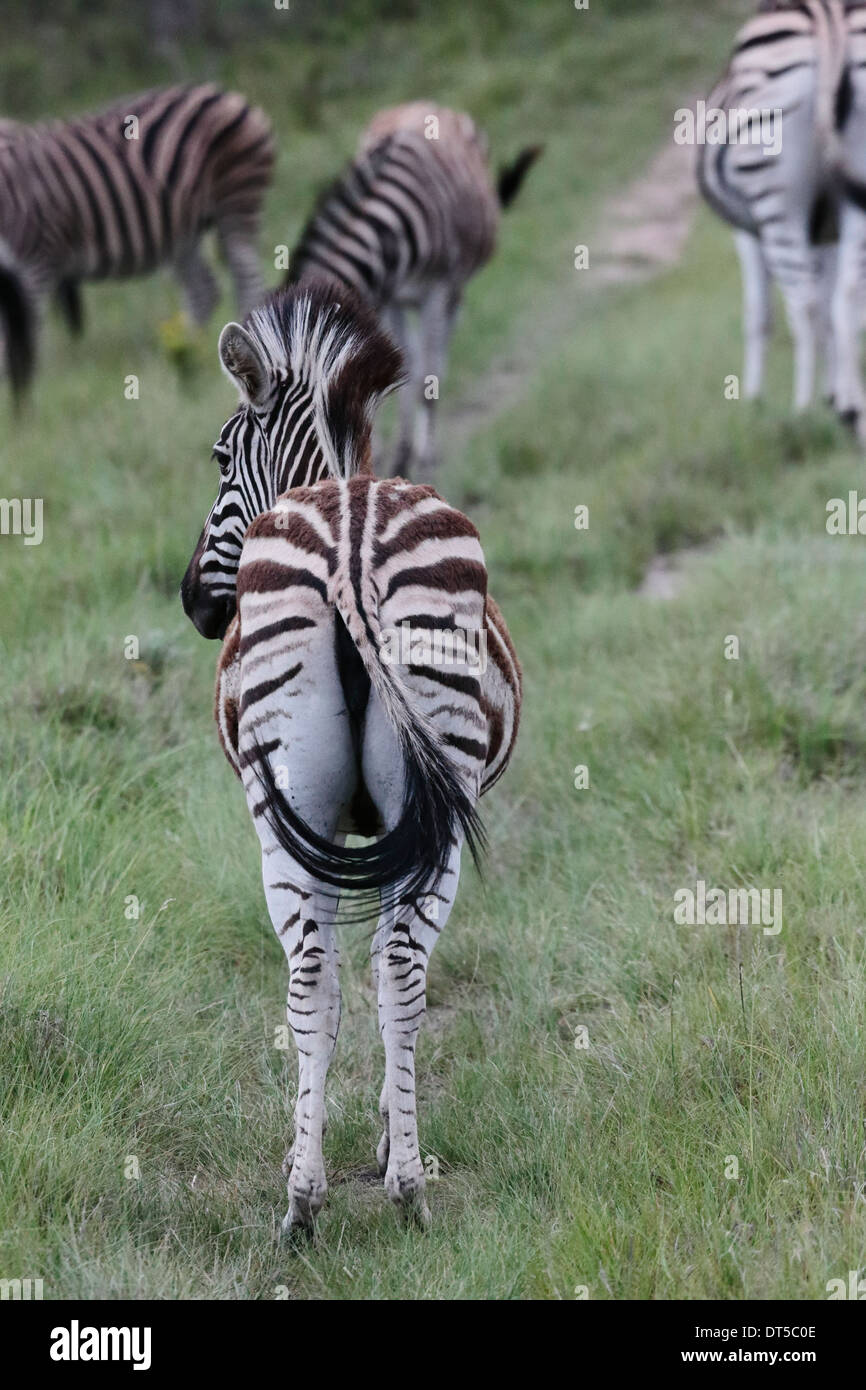 Herde von Burchells zebras Stockfoto