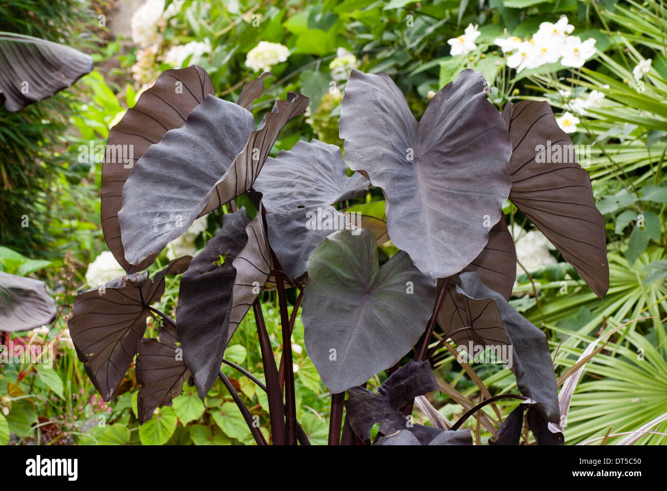 Dunkle dunkelblättrige Colocasia Esculenta "Black Magic" Stockfoto