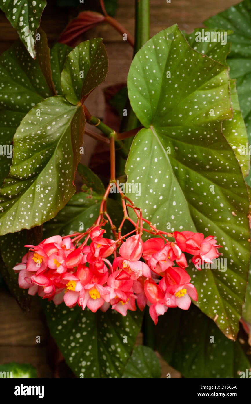 Rohrstock stemmed Begonie Hybrid, Begonia "Lucerna" Stockfoto