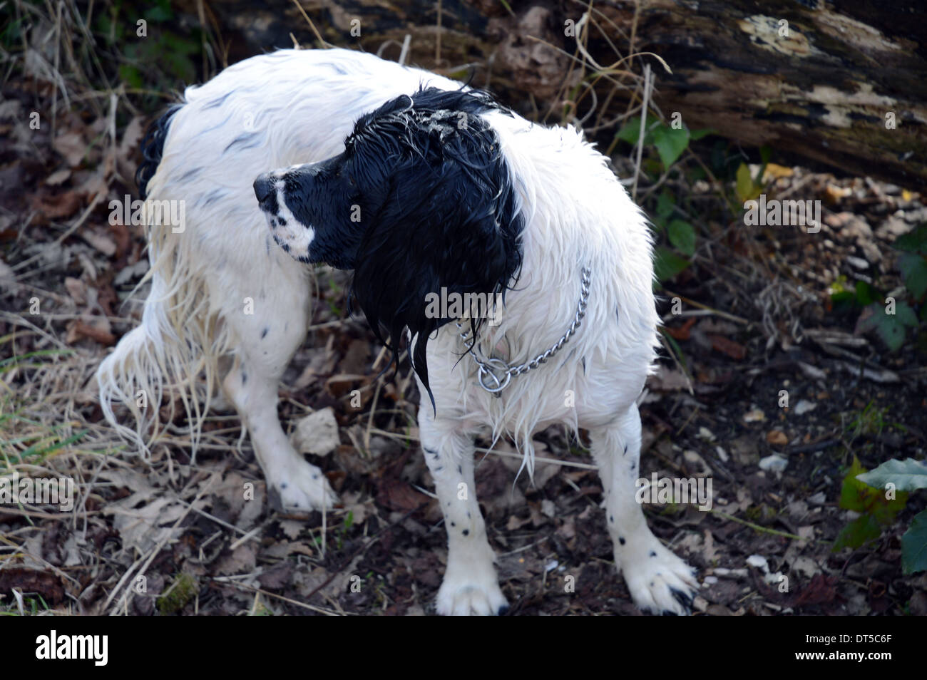 Hund, Spaneil, nass, Warnung, weiß, Holz Stockfoto