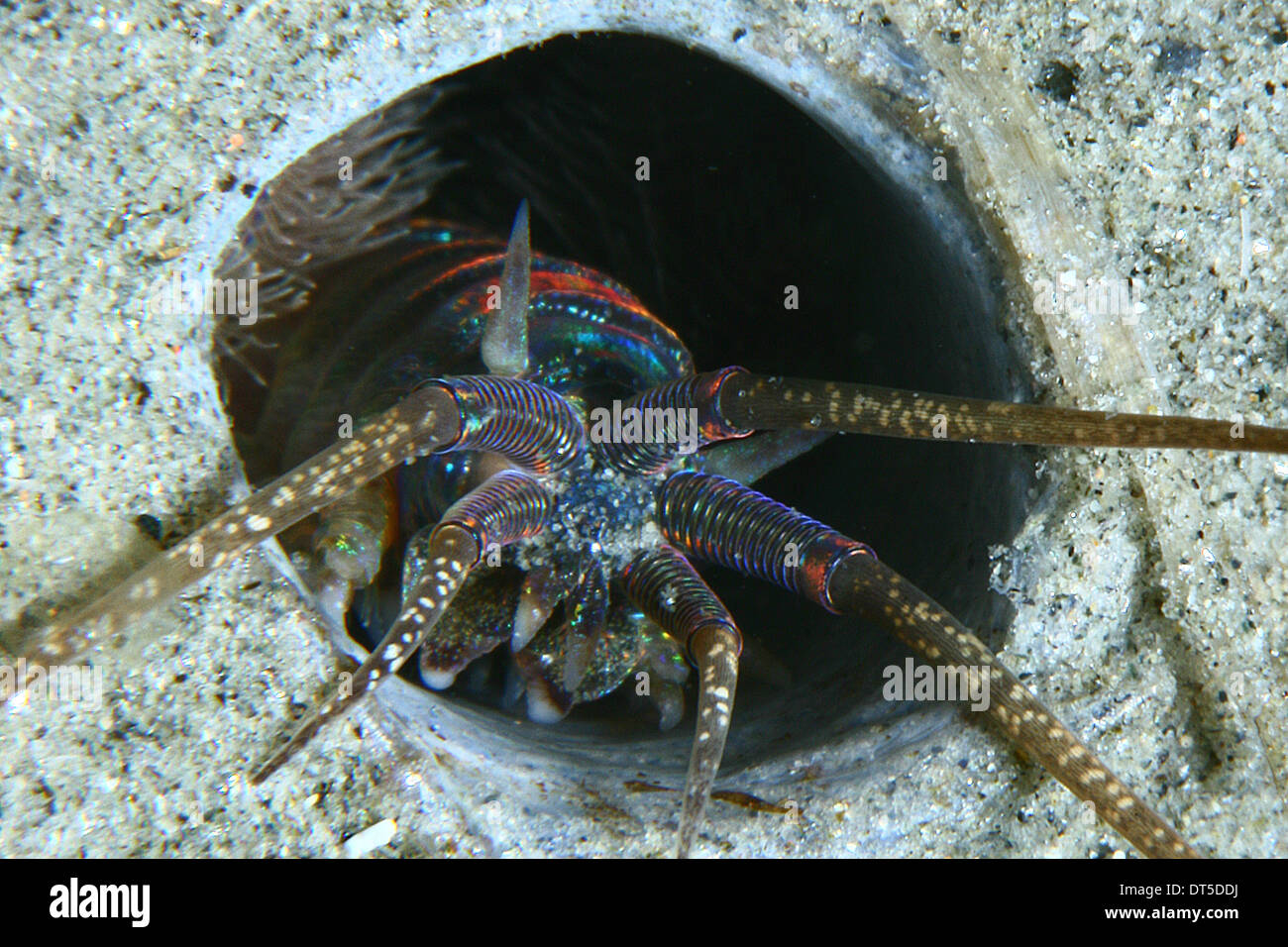 "Alien" ist ein Unterwasser-Wurm, der im Sand vergraben Leben geht durch ein kleines Loch Stockfoto
