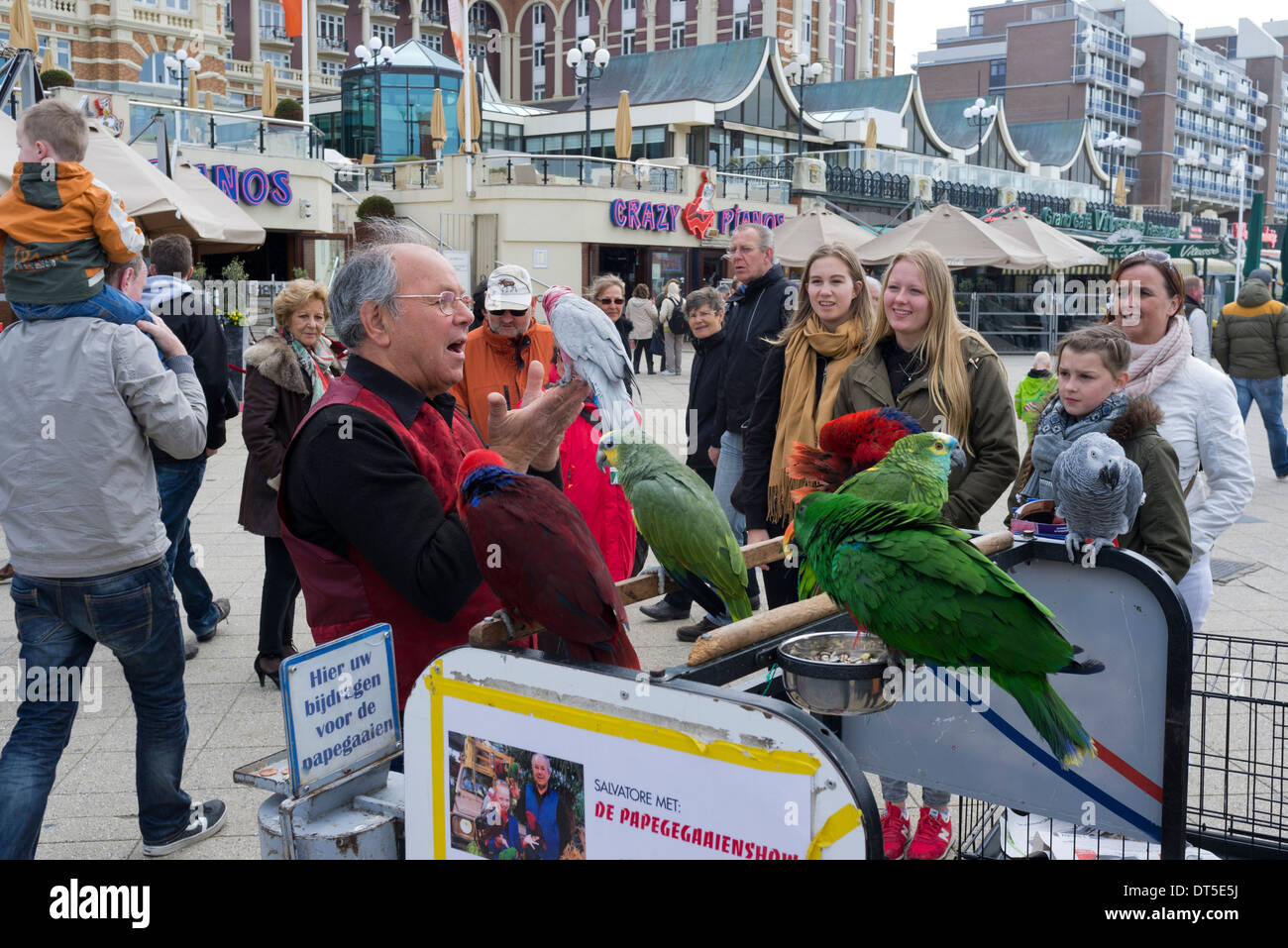 Ein niederländische Mann im Gespräch mit einer Darstellung der zahmen grünen Papageien am Strand bei Noorderstrand Haag (Den Haag) Stockfoto